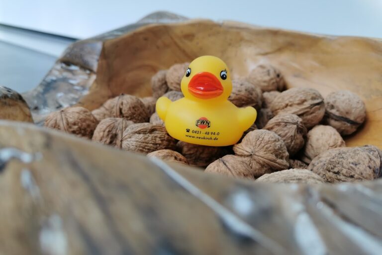 Walnüsse Ente