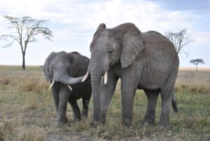 tansania elefanten